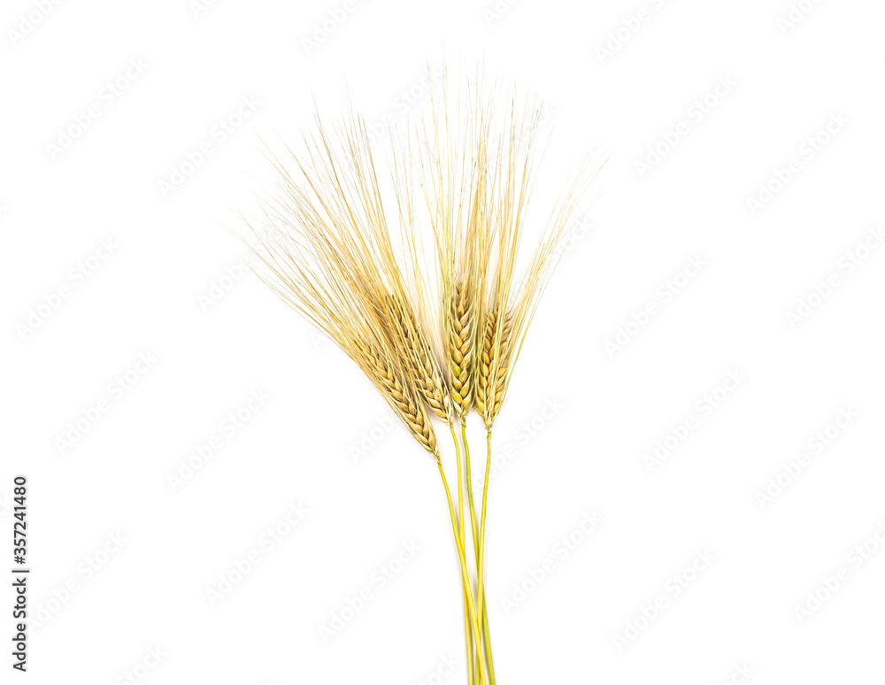 Wall mural spikelets of wheat on a white background isolated