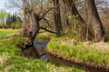 Wiosna w Dolinie Górnej Narwi, Podlasie, Polska © podlaski49