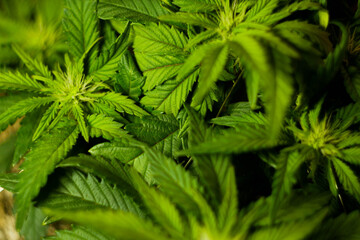 Cannabis leaves texture. CBD oil. Marijuana cultivation. Weed legalization. Recreational use 