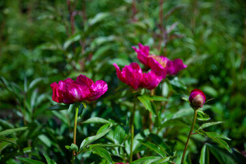 Bush of peonies in the garden. Beautiful dark pink buds of summer flowers. Peony flower Bordeaux color.