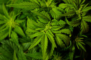 Naklejka na ściany i meble Cannabis leaves texture. CBD oil. Marijuana cultivation. Weed legalization. Recreational use 