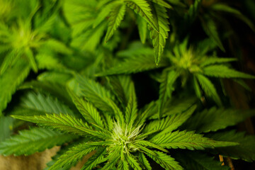 Fototapeta na wymiar Cannabis leaves texture. CBD oil. Marijuana cultivation. Weed legalization. Recreational use 