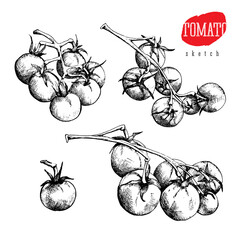 Isolated vector sketch set of a single tomato and tomatoes on a branch