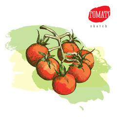 Isolated vector colored sketch of the tomatoes on a branch