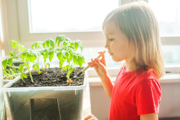 Fototapeta premium Little cute girl in a red T-shirt grows a seedling of tomatoes in a small home garden