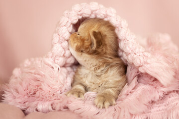 Süßes Katzenbaby BLH cinnamon torbie ticked unter rosa Decke am kuscheln - süß