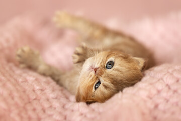 Süßes Katzenbaby BLH cinnamon torbie ticked unter rosa Decke am kuscheln - süß