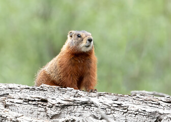 Yellow-bellied Marmot (Marmota flaviventris), Grand Teton National Park, Wyoming, USA
