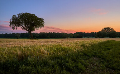 Fototapeta na wymiar Single tree silhouette in wide grass field at sunset