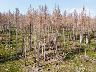 Aerial drone view of forest dieback in northern central Germany. Dying spruce trees in the Harz mountains, Saxony-Anhalt. Drought and bark beetle infestation, global warming and climate change.