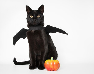 halloween cat with pumpkin