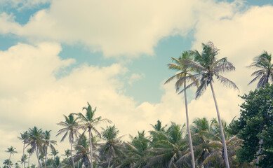 Palm trees and white clouds sky background.