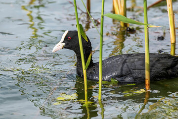 Coot Swimming (Fulica atra) Close up Eurasian Coot