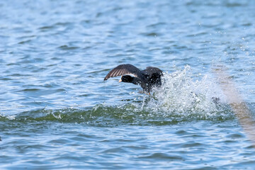 Coot (Fulica atra) Eurasian Coot in Nature