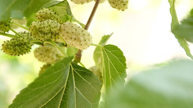 Raw and ripe green white mulberry on branch. Closeup and macro leaf. Little fresh fruits on tree. 2 set of different shots slow motion.