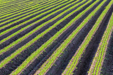 Carrot Field Green Rows, Carrots Growing on Field 