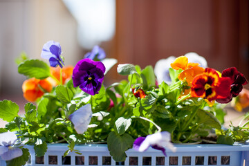 Farmer's box with Seedlings of summer flowers. Gardening. Pansies.