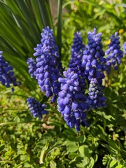 blue hyacinth flowers