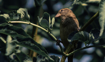 Female House Sparrow Perched In A Bush Under The Shade Of A Leaf