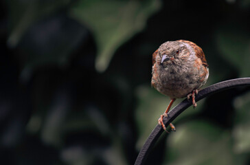 Dunnock Perches On An Iron Bird Feeder In The Midlands