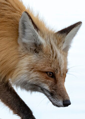 Red Fox Portrait (Vulpes vulpes), Grand Teton National Park, Wyoming, USA