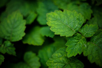 Pile of green leaves