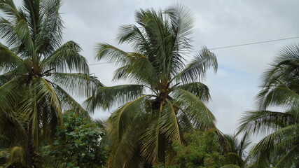 Fototapeta na wymiar coconut palm trees