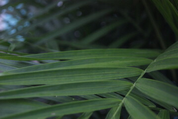 Fototapeta premium Green photo wallpaper of nature and plants, background image in the style of the jungle, tropical plants. palm leaves. 