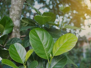 Young Jackfruit leaves plant tropical plant on tree