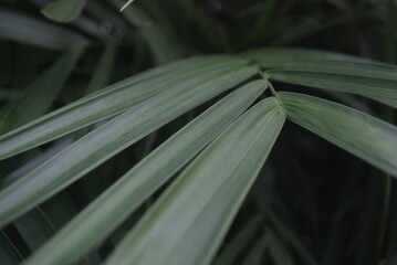 Green photo wallpaper of nature and plants, background image in the style of the jungle, tropical...