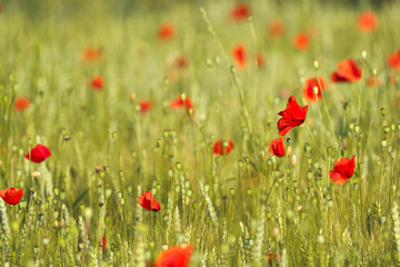 Papaveri e campi di grano