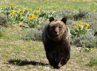 grizzly approach