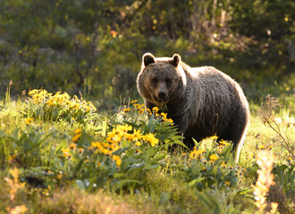 grizzly bear at dawn