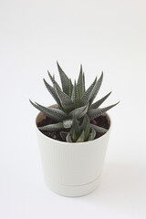 One small cacti plant in white pot on white background. Cactus.