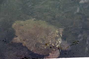 Caretta caretta turtle from Argostoli on the island of Kefalonia Greece