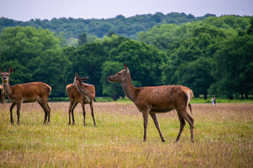 Naklejka na ściany i meble Photo of a bunch of deers standing peacefully in the nature in RIchmond Park, London