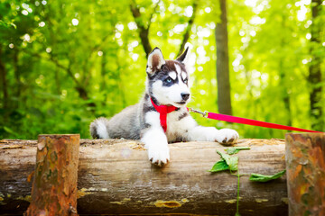Siberian little Husky breed dog lying on green grass in the forest on a leash