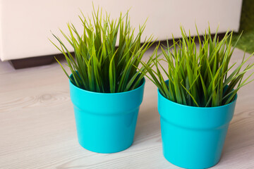Green plants in a pot for home interior. Close-up. Two pots with green grass to decorate the room.