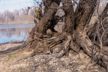 The roots of old trees wrapped together. Large trees along the river are connected by roots.