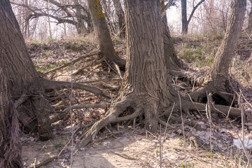 Large tree roots connect in the forest. A close-up of old roots.