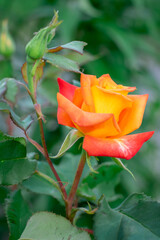 orange rose on a green background, summer nature