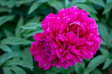 pink peonies and on a green background, summer nature