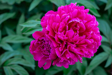 pink peonies and on a green background, summer nature