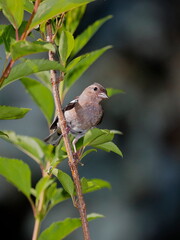 Close-up portrait of colorful songbird on a twig. Green bushes background. Common Chaffinch, Fringilla coelebs.