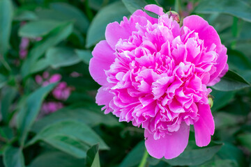 pink peonies and on a green background, summer nature