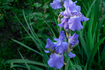 
Summer flowers, blue irises and on a green background, cockerels, flowers summer nature
