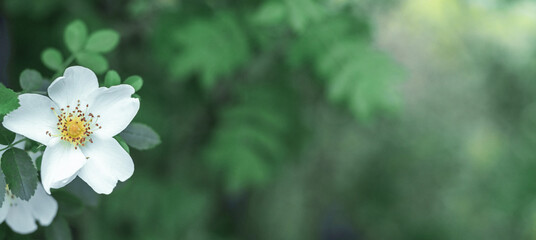 White flower on a blur green background. Flowering. Copy space. Blurred background. Nature. Flora.