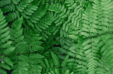 Fern on green background. Nature. 