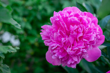 pink peonies and on a green background, summer nature
