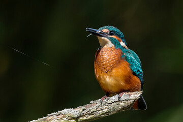 Kingfisher with caught fish sitting on a twig in its natural habitat. Flying jewel. Common Kingfisher, Alcedo atthis